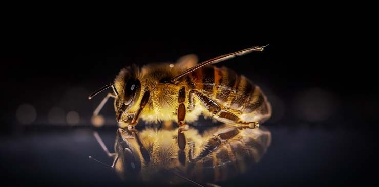 produkty pszczele i ich zastosowanie